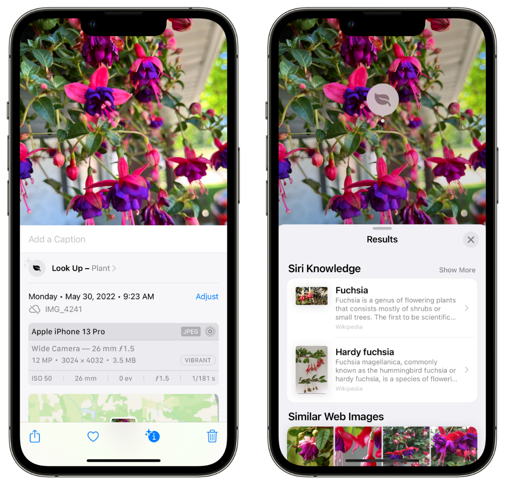 泰兴苹果手机维修分享小技巧：使用 iPhone 相机识别花卉植物 